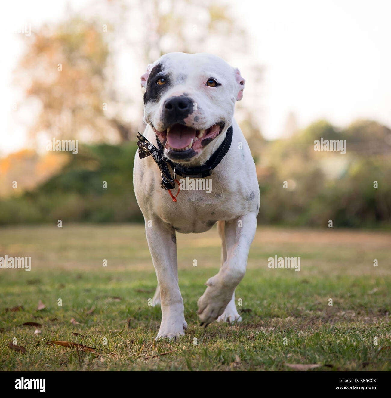 Staffordshire Bull Terrier in outdoor setting Stock Photo