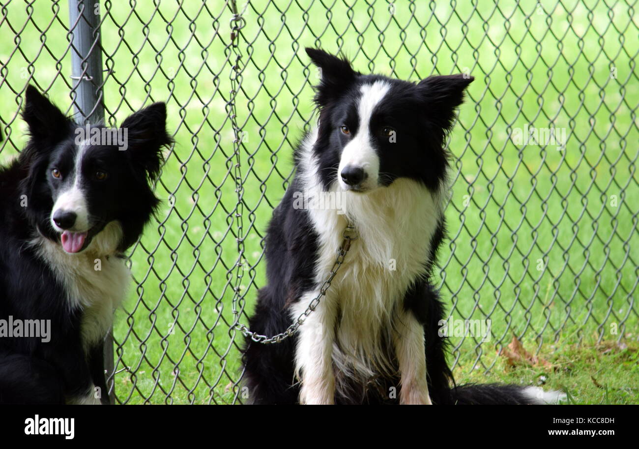 Border Collies Stock Photo