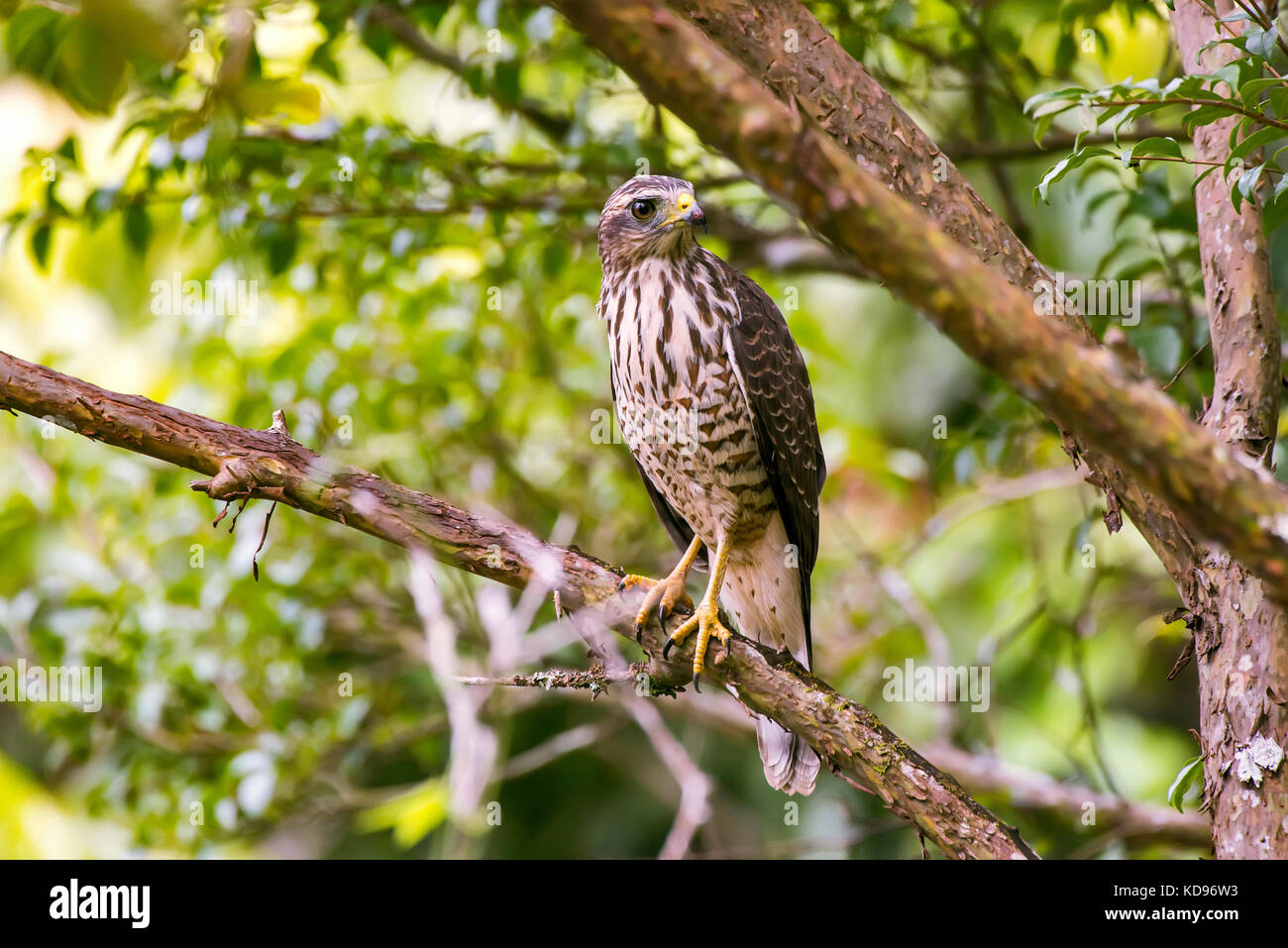 'Gavião-carijó (Rupornis magnirostris) fotografado em Santa Teresa, Espírito Santo -  Sudeste do Brasil. Bioma Mata Atlântica. Registro feito em 2013. Stock Photo