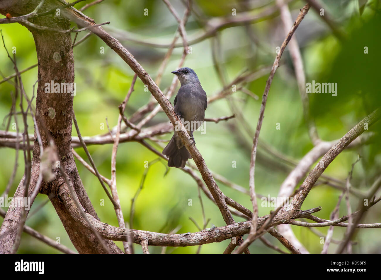 'Sanhaçu-de-encontro-amarelo (Tangara ornata) fotografado em Linhares, Espírito Santo -  Sudeste do Brasil. Bioma Mata Atlântica. Registro feito em 20 Stock Photo