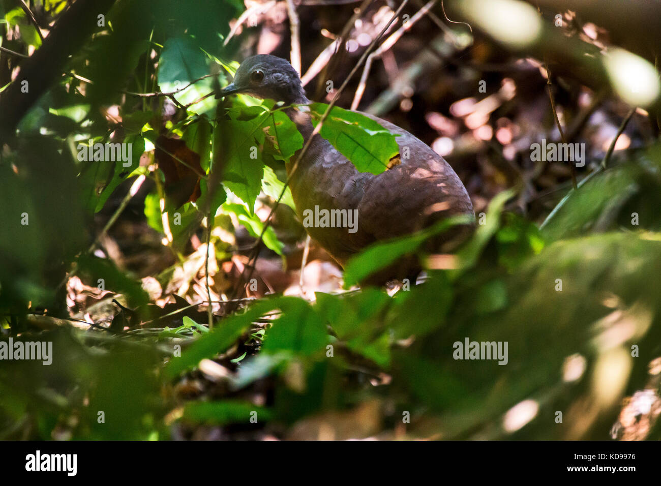 'Tururim (Crypturellus soui) fotografado em Linhares, Espírito Santo -  Sudeste do Brasil. Bioma Mata Atlântica. Registro feito em 2013.      ENGLISH: Stock Photo