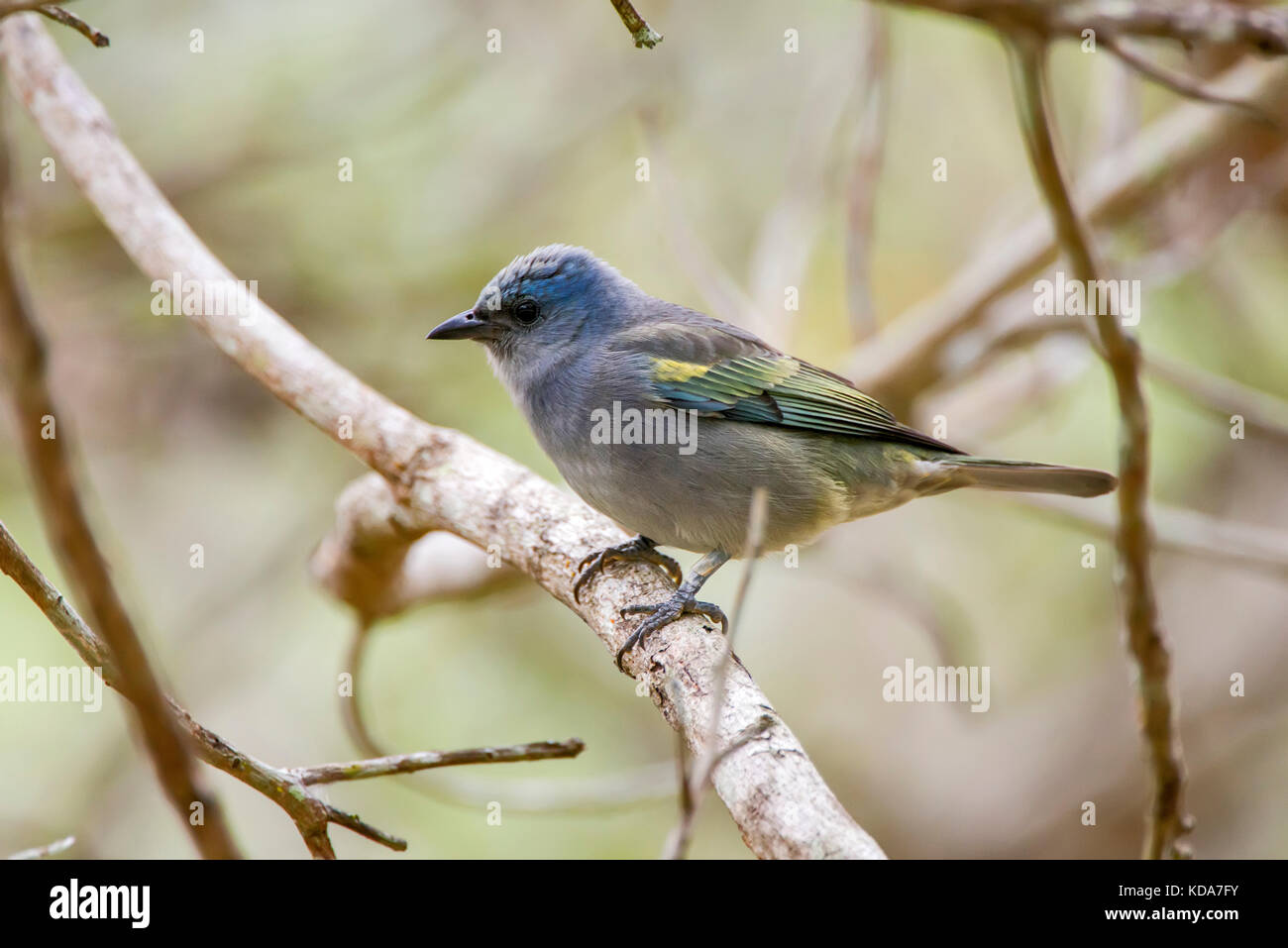 'Sanhaçu-de-encontro-amarelo (Tangara ornata) fotografado em Linhares, Espírito Santo -  Sudeste do Brasil. Bioma Mata Atlântica. Registro feito em 20 Stock Photo