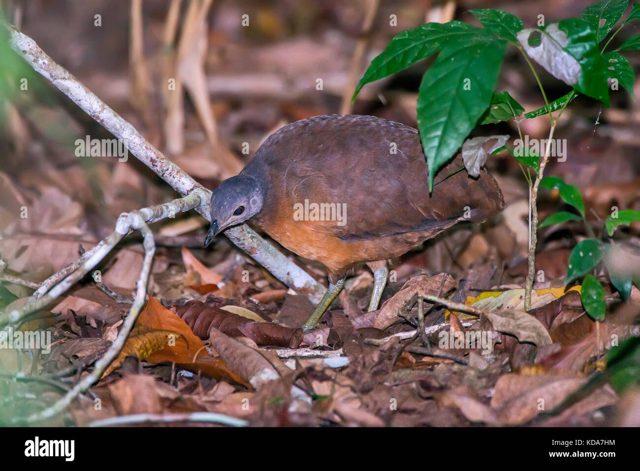 'Tururim (Crypturellus soui) fotografado em Linhares, Espírito Santo -  Sudeste do Brasil. Bioma Mata Atlântica. Registro feito em 2013.      ENGLISH: Stock Photo