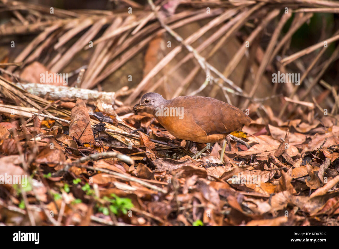 'Tururim (Crypturellus soui) fotografado em Linhares, Espírito Santo -  Sudeste do Brasil. Bioma Mata Atlântica. Registro feito em 2013.      ENGLISH: Stock Photo