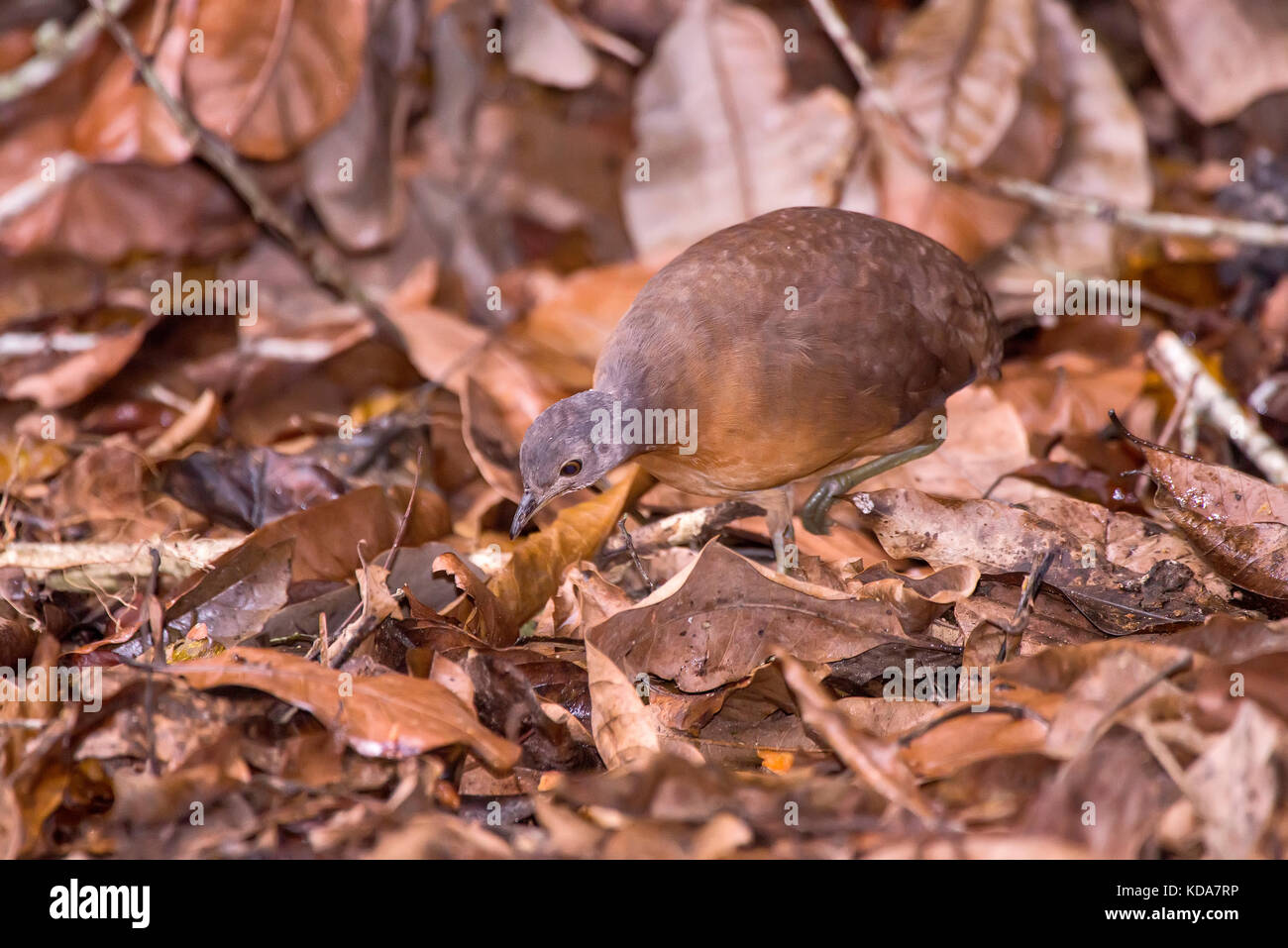 'Tururim (Crypturellus soui) fotografado em Linhares, Espírito Santo -  Sudeste do Brasil. Bioma Mata Atlântica. Registro feito em 2013.      ENGLISH: Stock Photo