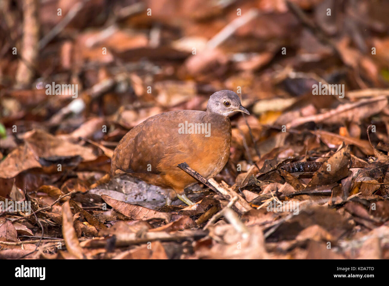 'Tururim (Crypturellus soui) fotografado em Linhares, Espírito Santo -  Sudeste do Brasil. Bioma Mata Atlântica. Registro feito em 2013.      ENGLISH: Stock Photo