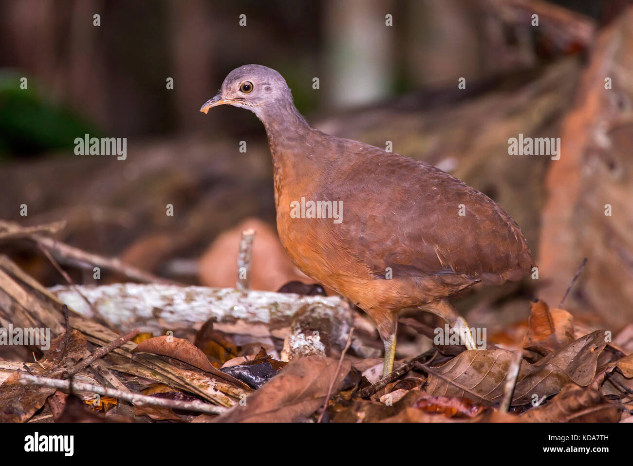 'Tururim (Crypturellus soui) fotografado em Linhares, Espírito Santo -  Sudeste do Brasil. Bioma Mata Atlântica. Registro feito em 2013.      ENGLISH: Stock Photo