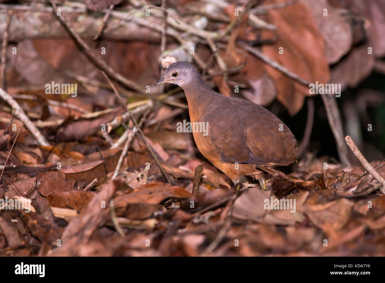 'Tururim (Crypturellus soui) fotografado em Linhares, Espírito Santo -  Sudeste do Brasil. Bioma Mata Atlântica. Registro feito em 2013.      ENGLISH: Stock Photo