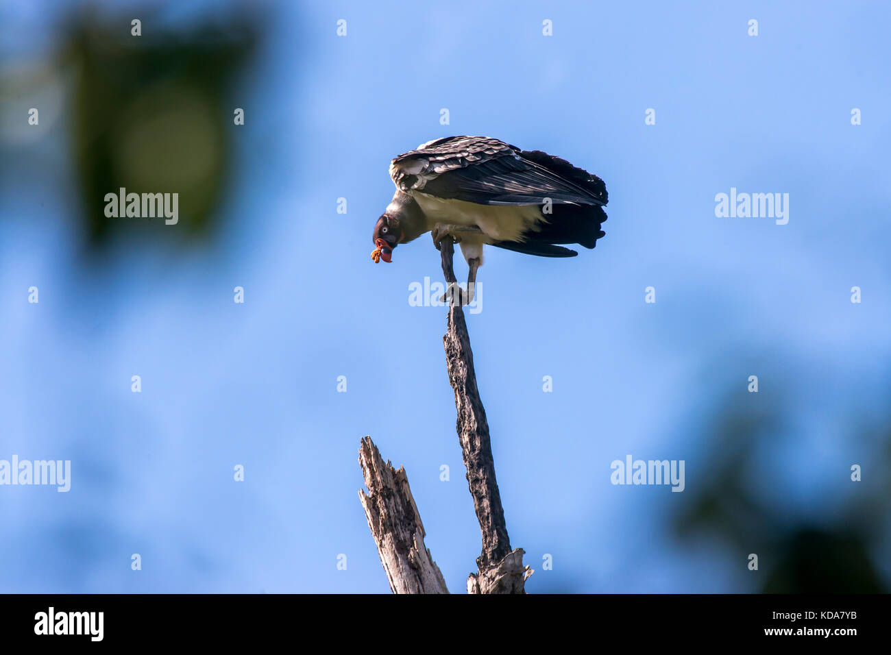 'Urubu-rei (Sarcoramphus papa) fotografado em Linhares, Espírito Santo -  Sudeste do Brasil. Bioma Mata Atlântica. Registro feito em 2013.      ENGLIS Stock Photo