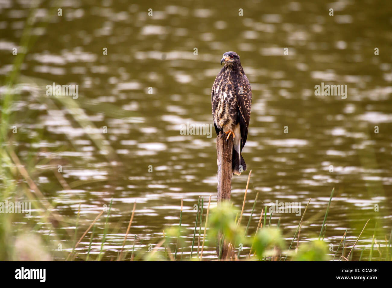 'Gavião-caramujeiro (Rostrhamus sociabilis) fotografado em Linhares, Espírito Santo -  Sudeste do Brasil. Bioma Mata Atlântica. Registro feito em 2013 Stock Photo