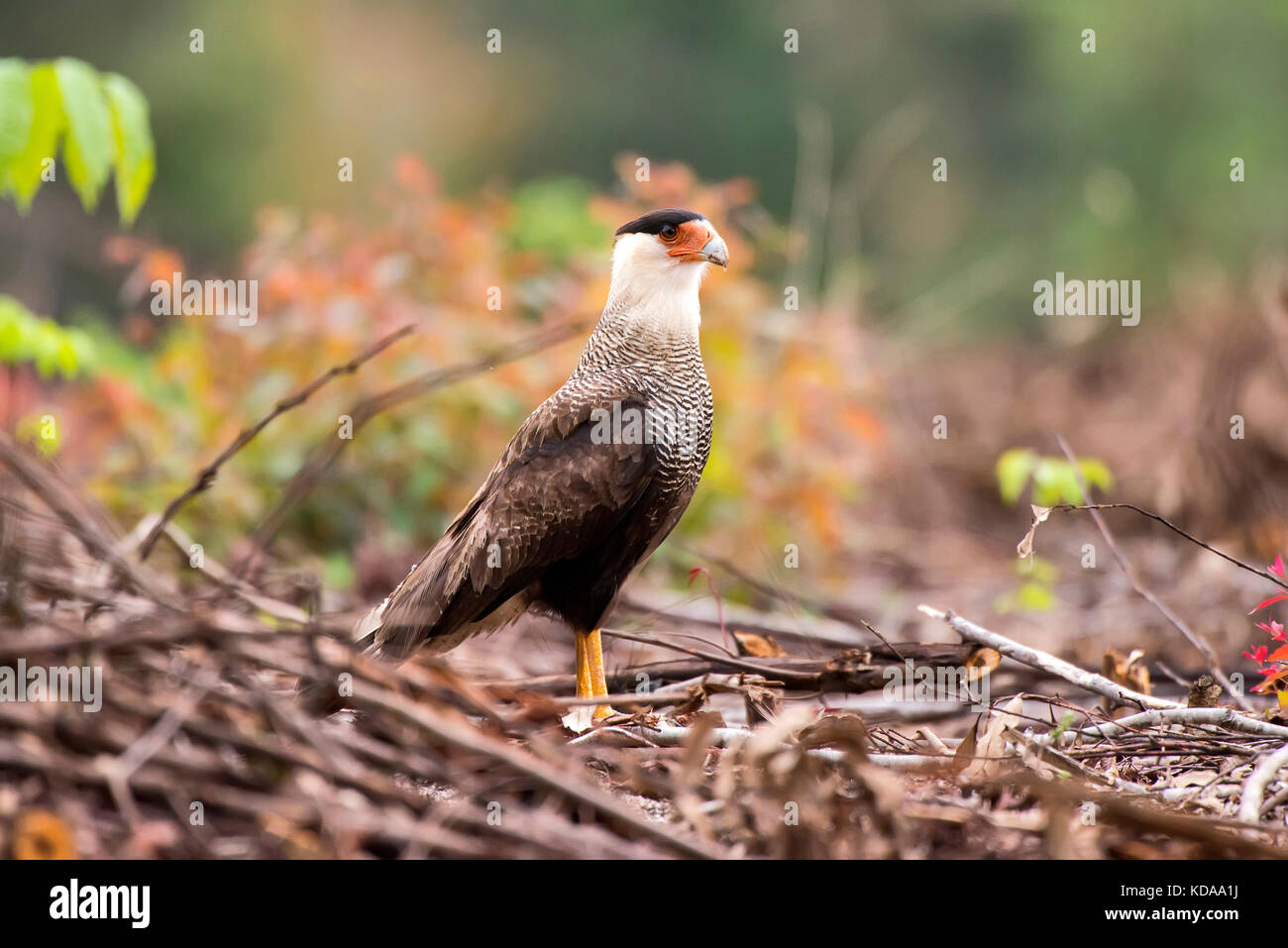 'Carcará (Caracara plancus) fotografado em Linhares, Espírito Santo -  Sudeste do Brasil. Bioma Mata Atlântica. Registro feito em 2013.      ENGLISH:  Stock Photo