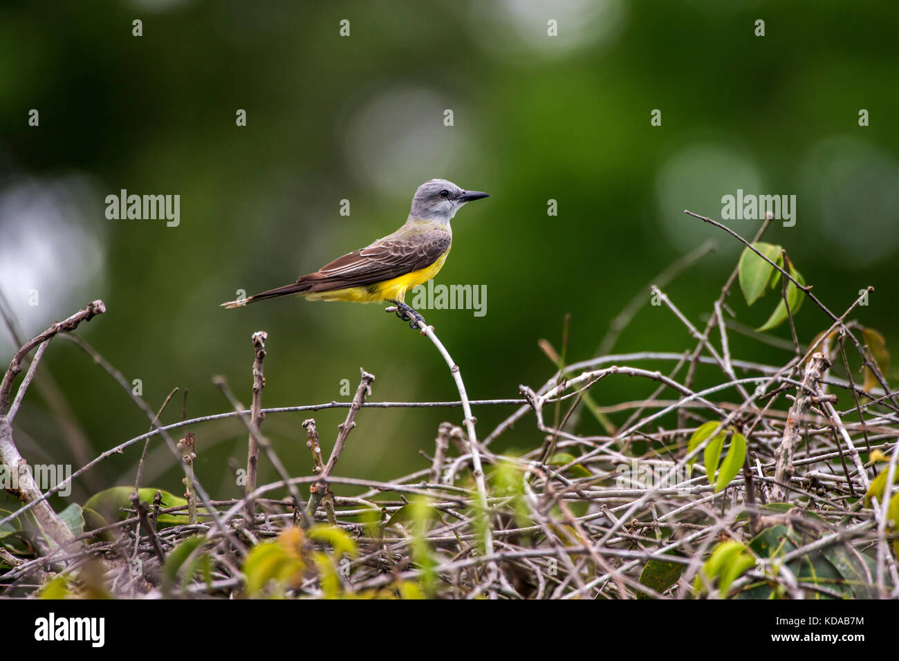 'Suiriri (Tyrannus melancholicus) fotografado em Linhares, Espírito Santo -  Sudeste do Brasil. Bioma Mata Atlântica. Registro feito em 2014.      ENG Stock Photo