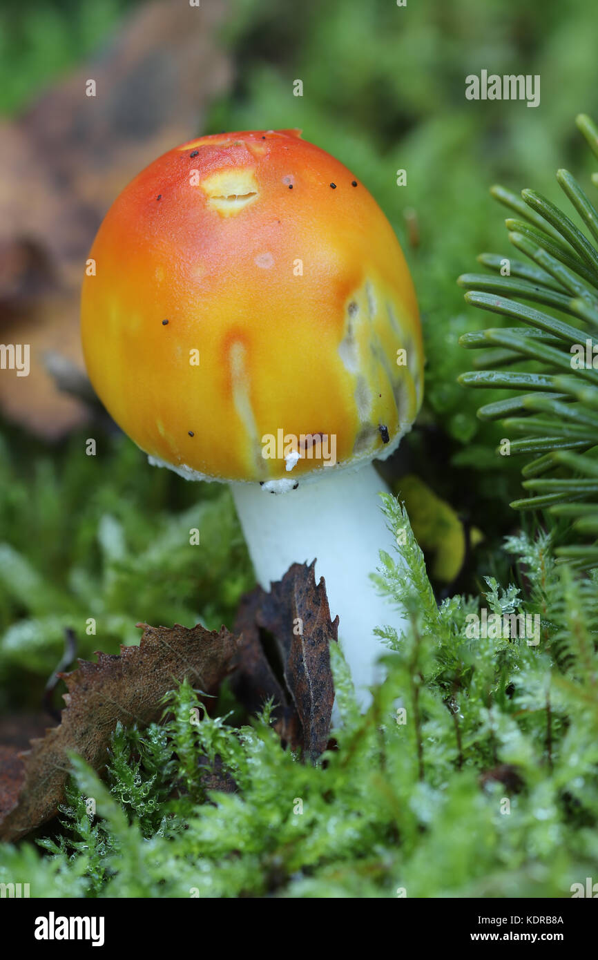 Detail of thesmall Amanita Muscaria - poisonous mushroom Stock Photo