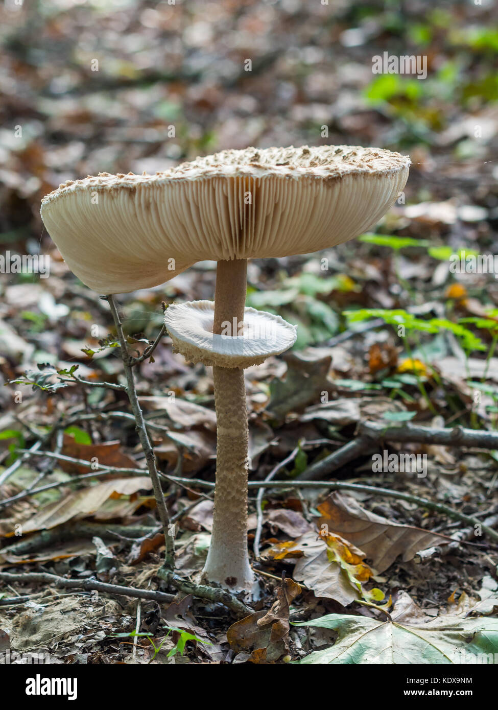 Closeup of single edible parasol mushroom or macrolepiota procera growing on forest ground, Berlin, Germany Stock Photo