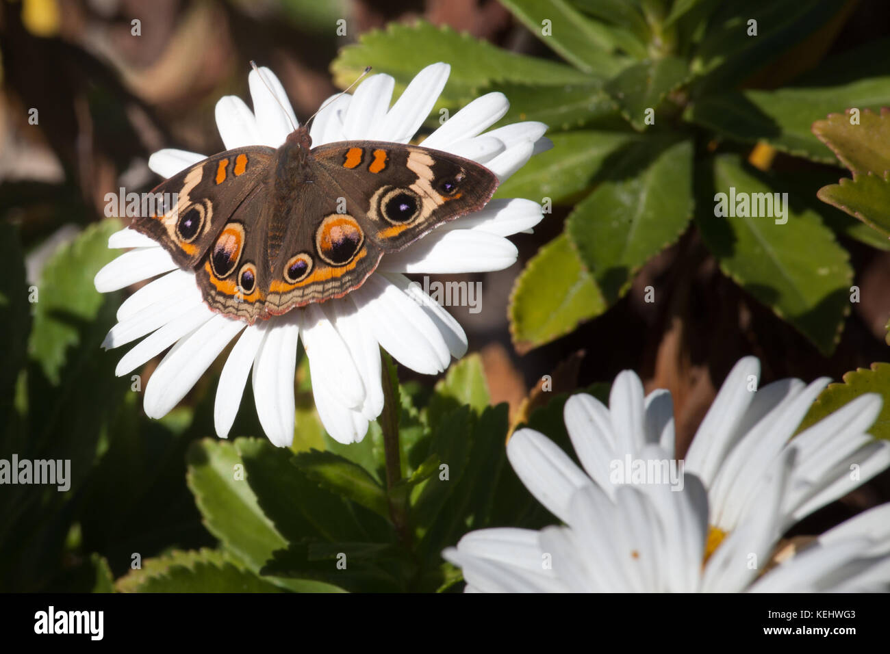 Common Buckeye Butterfly (Junonia coenia) on Common Daisies (Bellis perennis) on Point Pleasant Beach, NJ Boardwalk. Stock Photo