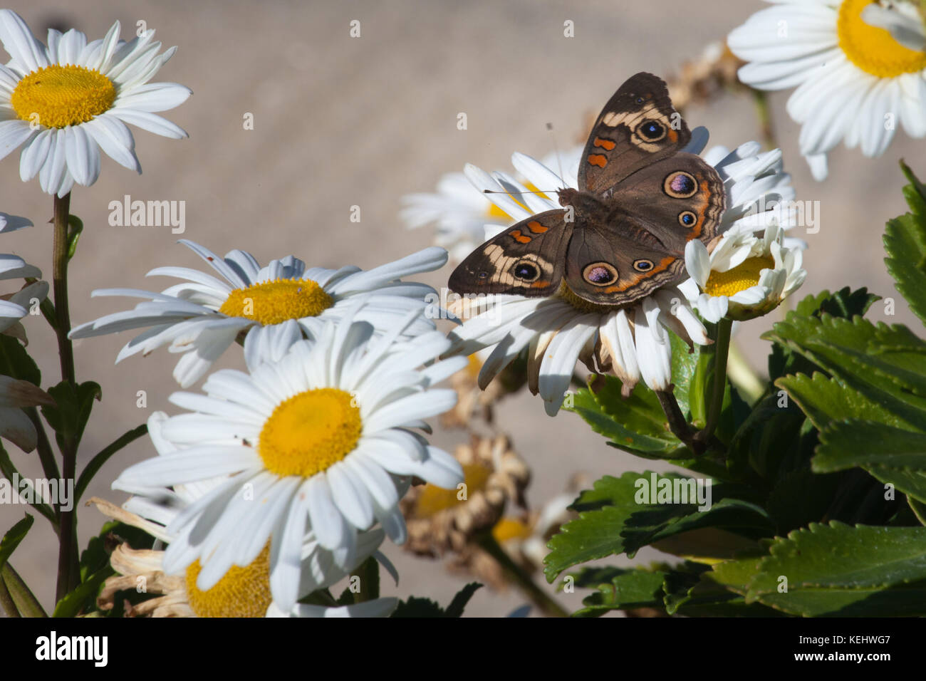 Common Buckeye Butterfly (Junonia coenia) on Common Daisies (Bellis perennis) on Point Pleasant Beach, NJ Boardwalk. Stock Photo