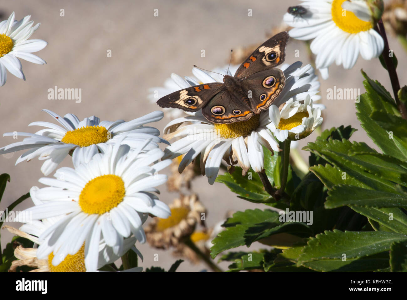 Common Buckeye Butterfly (Junonia coenia) on Common Daisies (Bellis perennis) on Point Pleasant Beach, NJ Boardwalk. Stock Photo