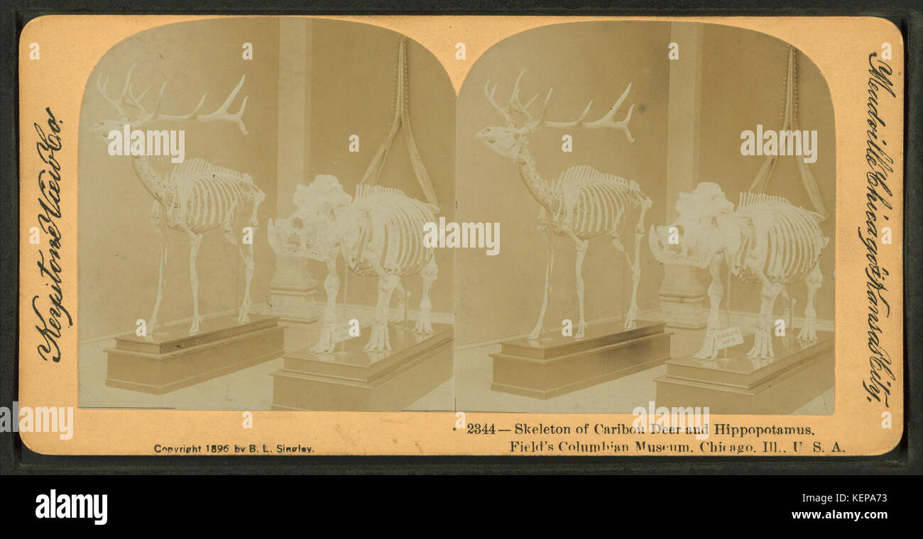 Skeleton of Caribou deer and hippopotamus. Field's Columbian Museum, Chicago, Ill., U.S.A, from Robert N. Dennis collection of stereoscopic views Stock Photo