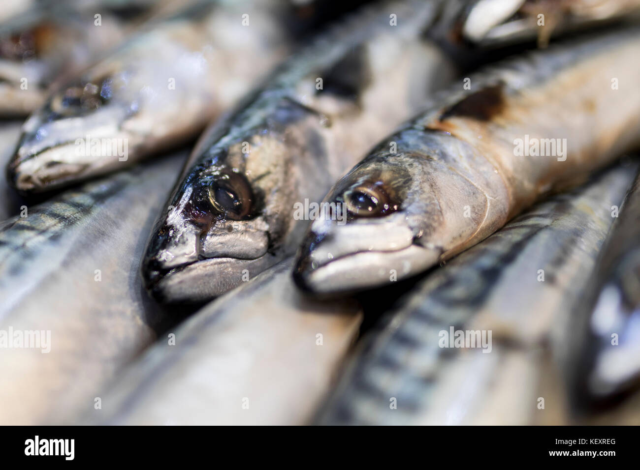 A close-up of freshly caught mackerel on ice on a market stall Stock Photo