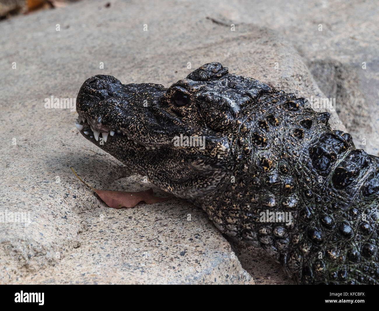 chinese alligator Stock Photo