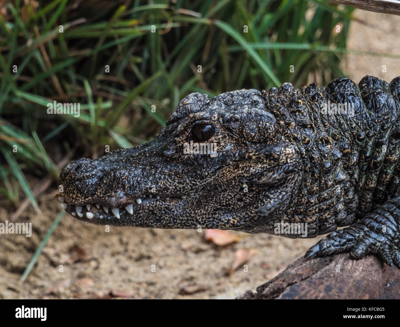 chinese alligator Stock Photo