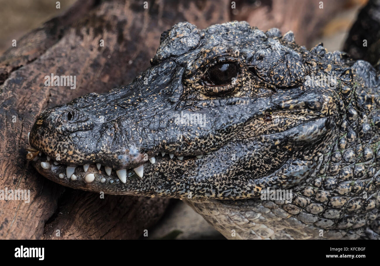 chinese alligator Stock Photo