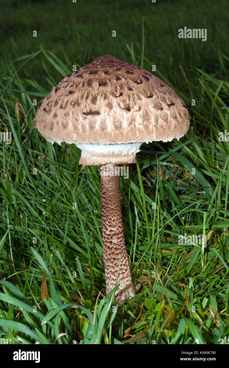 Macrolepiota procera, commonly known as the parasol mushroom, is fairly common in pastures. It is one of our biggest toadstools - up to 40 cm tall. Stock Photo