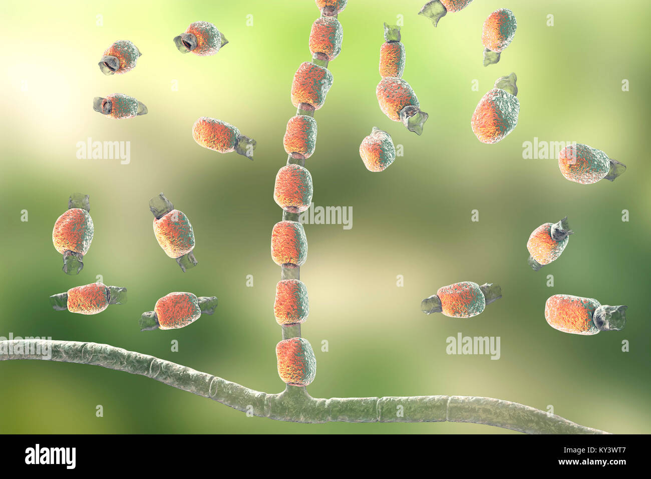 Coccidioidomycosis fungus. Computer illustration of thick-walled arthroconidia and arthrospores from the fungus Coccidioides immitis. This fungus is found in desert and semi-arid regions, and is endemic to south-western USA, Mexico and South America. C. immitis is the causative agent of coccidioidomyocosis, also known as valley fever. The route of infection is almost always pulmonary, by inhalation of the spores. Agricultural workers are particularly at risk. Symptoms include a cough, chest pain, fever, rash and fatigue. Treatment is by antibiotic and antifungal drugs. Stock Photo