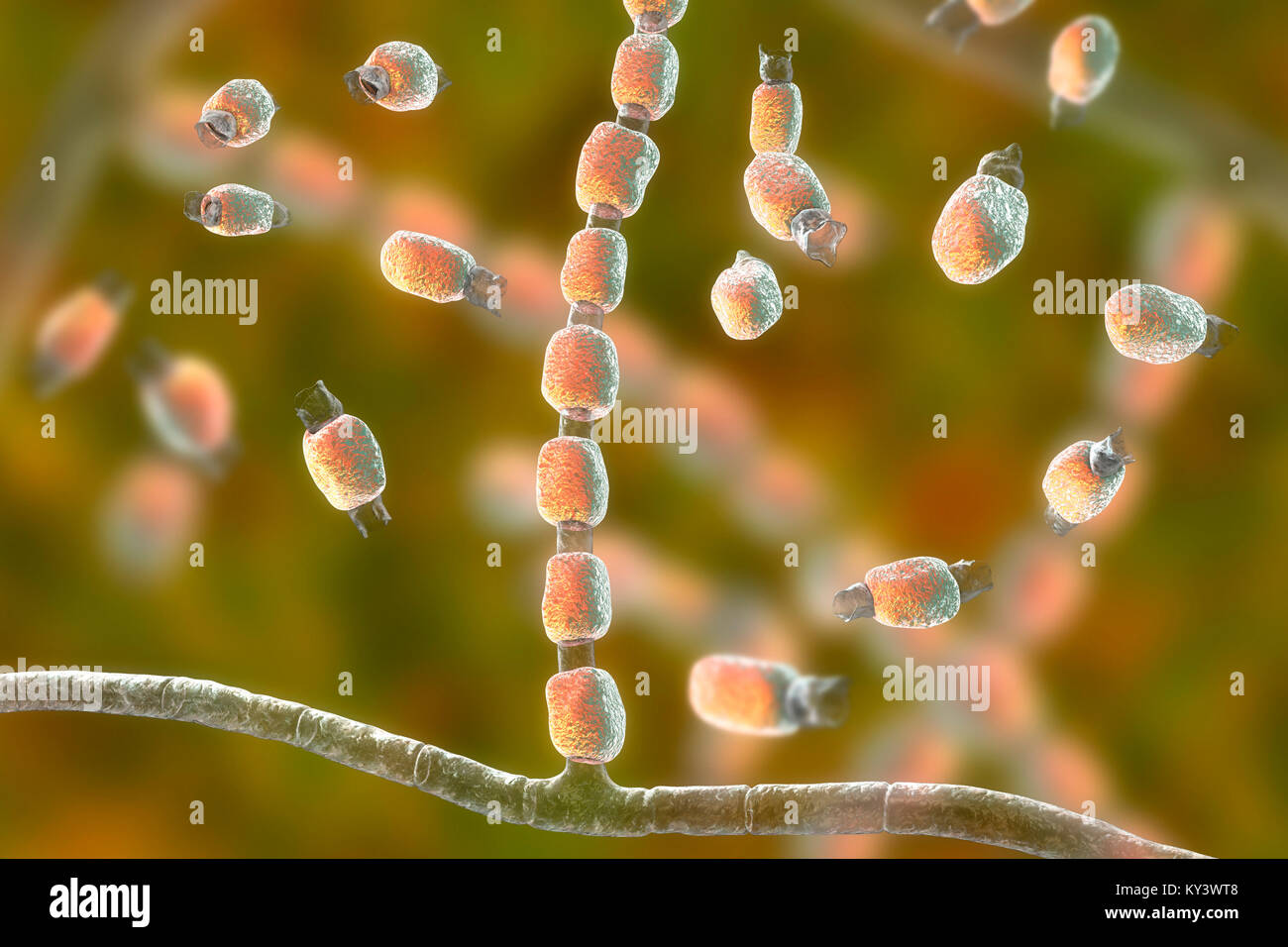 Coccidioidomycosis fungus. Computer illustration of thick-walled arthroconidia and arthrospores from the fungus Coccidioides immitis. This fungus is found in desert and semi-arid regions, and is endemic to south-western USA, Mexico and South America. C. immitis is the causative agent of coccidioidomyocosis, also known as valley fever. The route of infection is almost always pulmonary, by inhalation of the spores. Agricultural workers are particularly at risk. Symptoms include a cough, chest pain, fever, rash and fatigue. Treatment is by antibiotic and antifungal drugs. Stock Photo