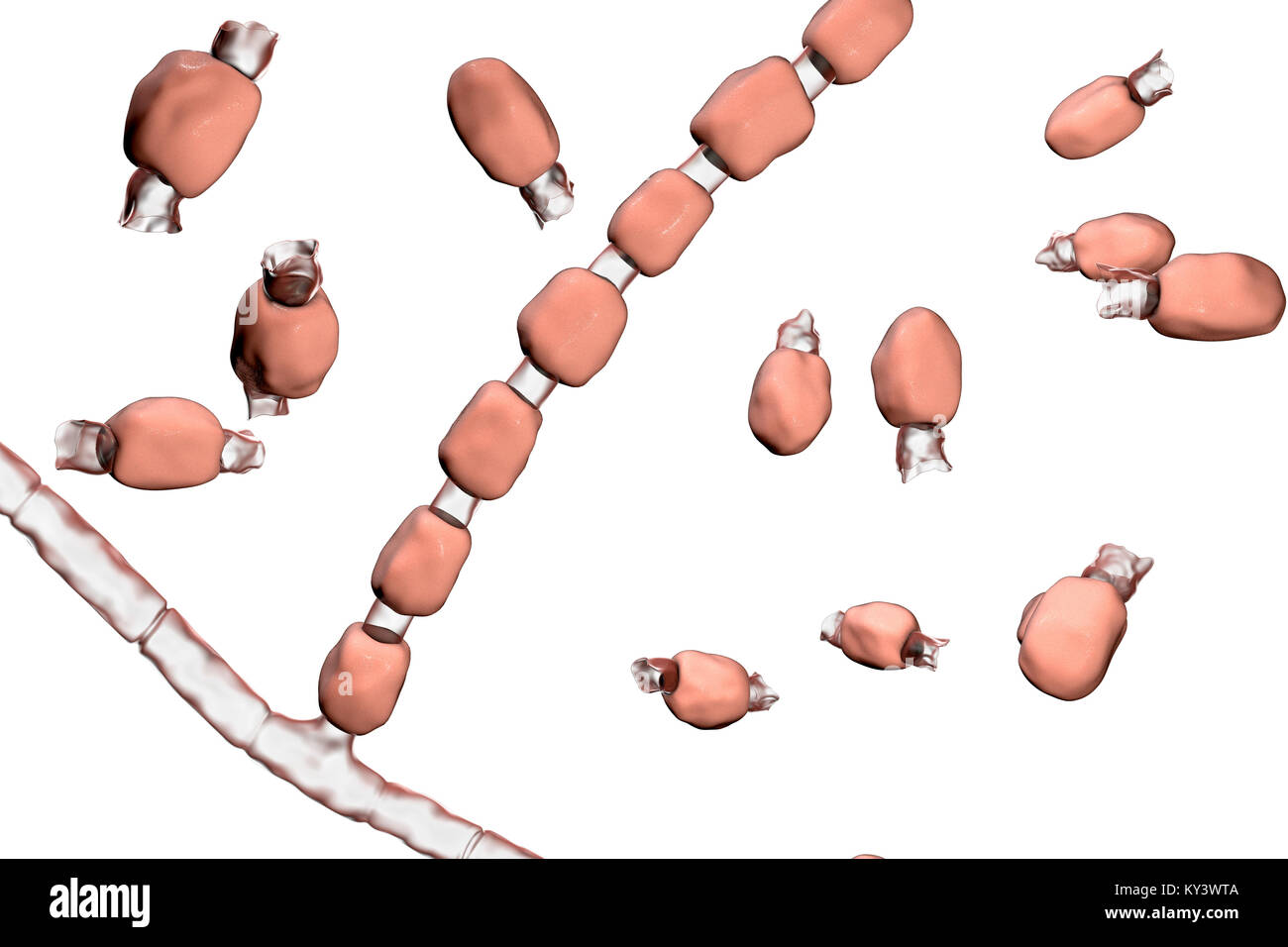 Coccidioidomycosis fungus. Computer illustration of thick-walled arthroconidia and arthrospores from the fungus Coccidioides immitis. This fungus is found in desert and semi-arid regions, and is endemic to south-western USA, Mexico and South America. C. immitis is the causative agent of coccidioidomyocosis, also known as valley fever. The route of infection is almost always pulmonary, by inhalation of the spores. Agricultural workers are particularly at risk. Symptoms include a cough, chest pain, fever, rash and fatigue. Treatment is by antibiotic and antifungal drugs. Stock Photo