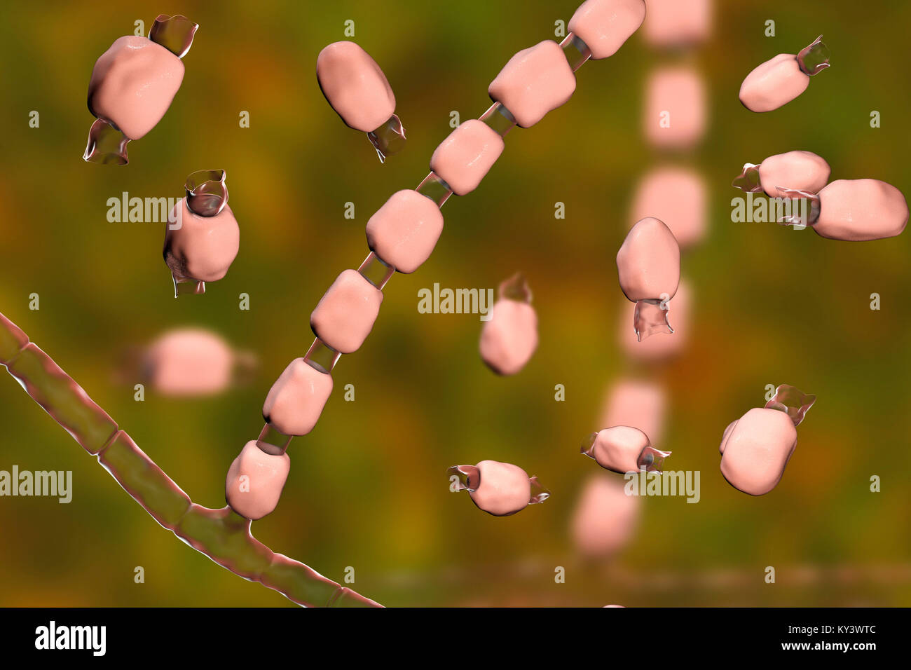 Coccidioidomycosis fungus. Computer illustration of thick-walled arthroconidia and arthrospores from the fungus Coccidioides immitis. This fungus is found in desert and semi-arid regions, and is endemic to south-western USA, Mexico and South America. C. immitis is the causative agent of coccidioidomyocosis, also known as valley fever. The route of infection is almost always pulmonary, by inhalation of the spores. Agricultural workers are particularly at risk. Symptoms include a cough, chest pain, fever, rash and fatigue. Treatment is by antibiotic and antifungal drugs. Stock Photo