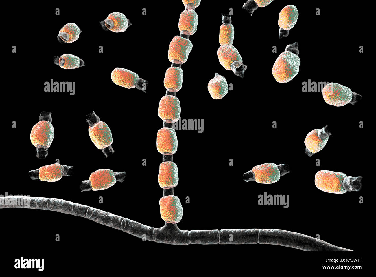 Coccidioidomycosis fungus. Computer illustration of thick-walled arthroconidia and arthrospores from the fungus Coccidioides immitis. This fungus is found in desert and semi-arid regions, and is endemic to south-western USA, Mexico and South America. C. immitis is the causative agent of coccidioidomyocosis, also known as valley fever. The route of infection is almost always pulmonary, by inhalation of the spores. Agricultural workers are particularly at risk. Symptoms include a cough, chest pain, fever, rash and fatigue. Treatment is by antibiotic and antifungal drugs. Stock Photo