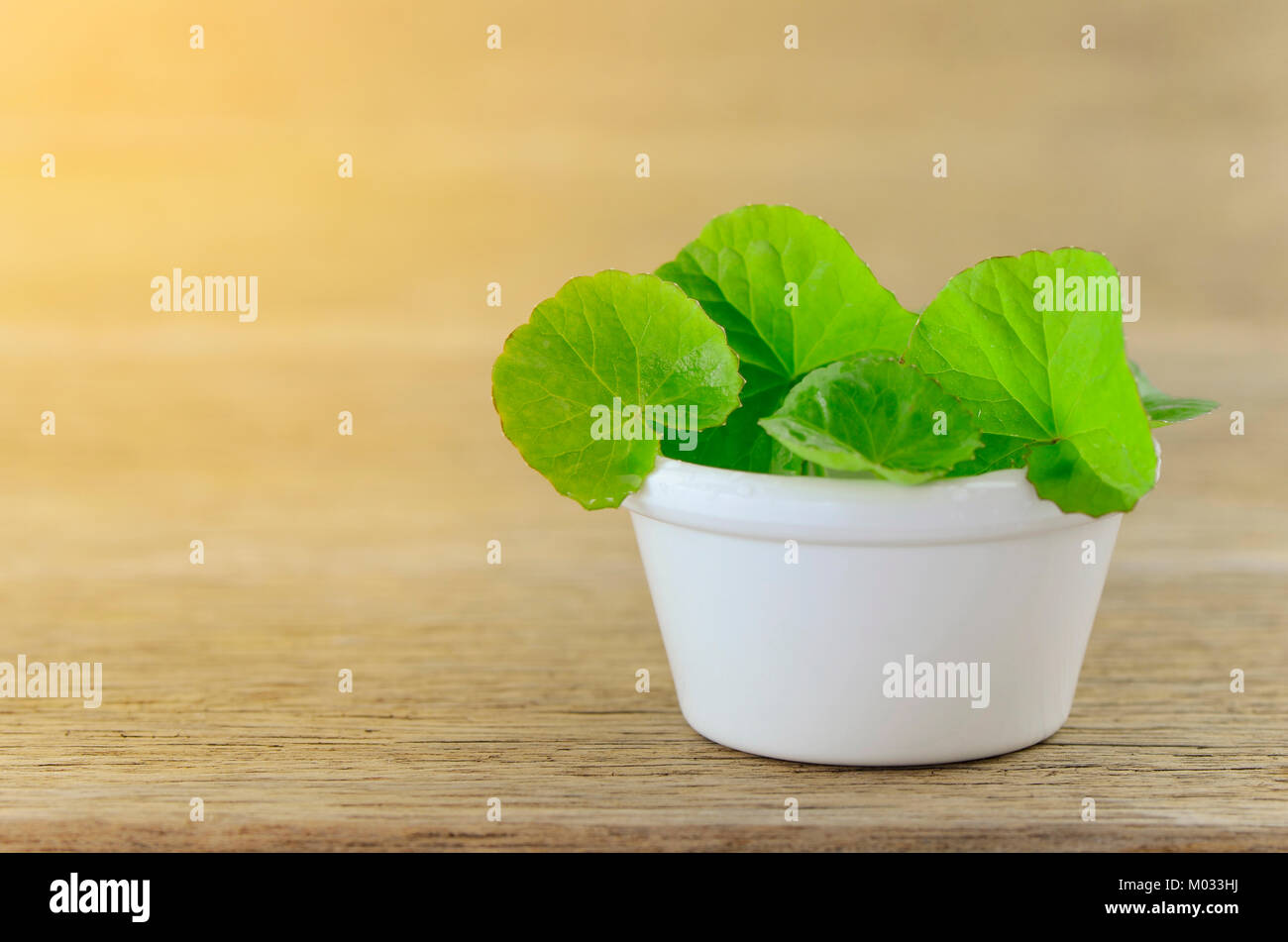 Natural Gotu-Kola leaves in white pot with warm light tone. Stock Photo