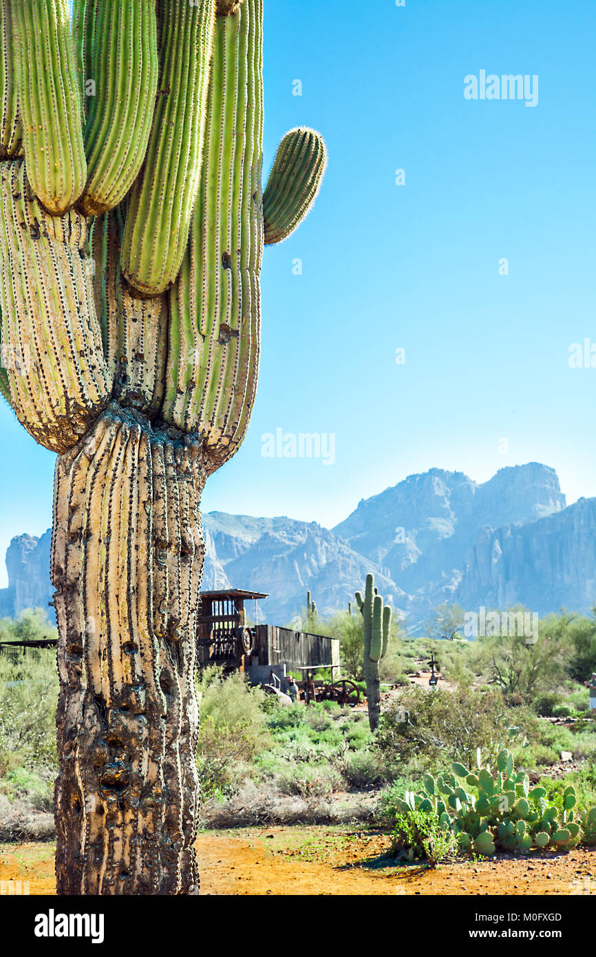 Cactus at Apache Trail in Arizona Stock Photo