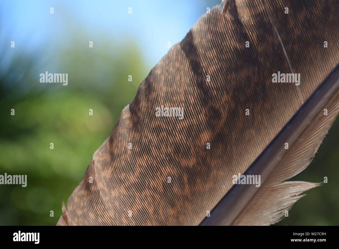 It was an incognito bird feather. Symbol of lightness and freedom. Stock Photo