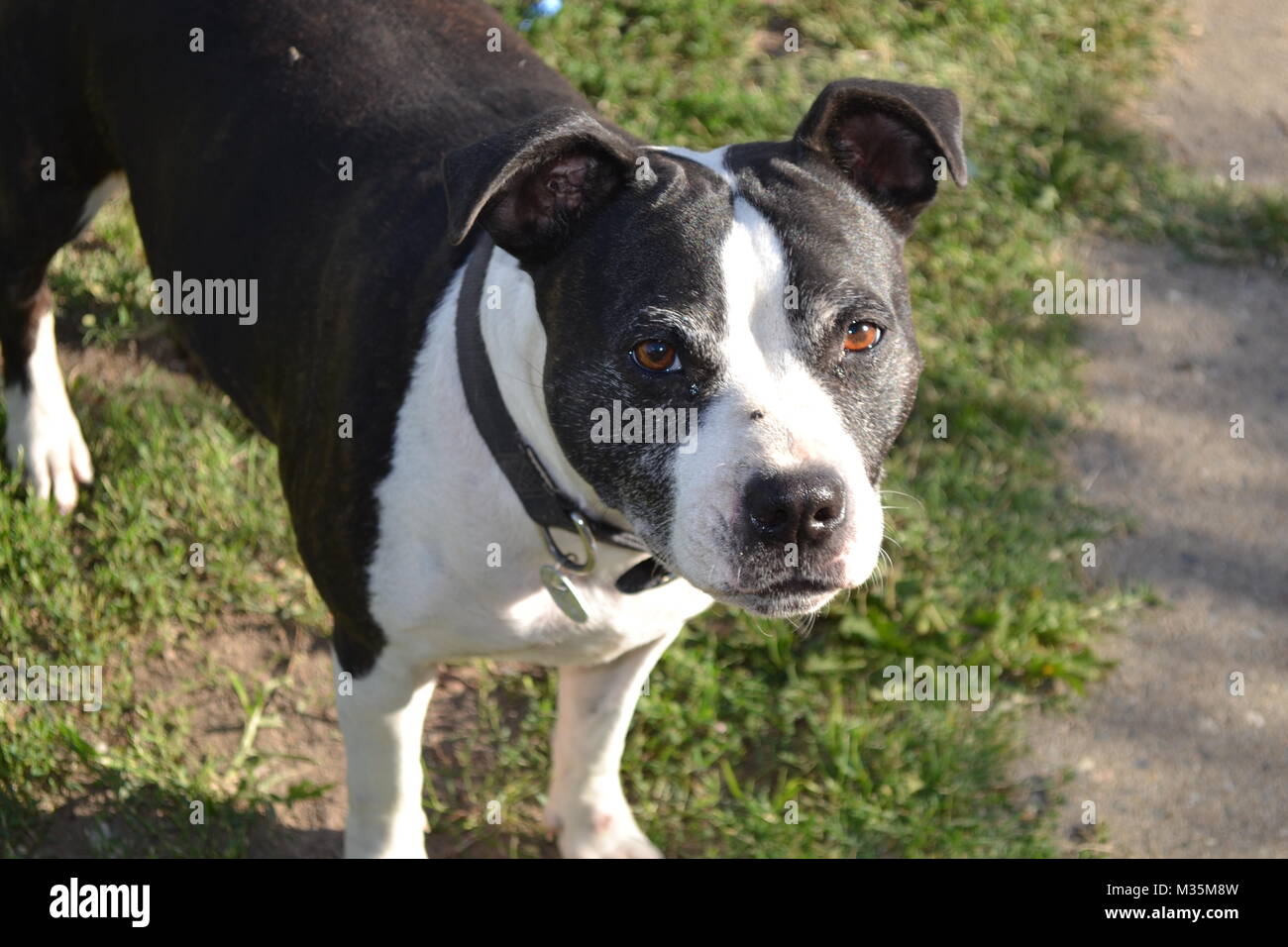 A photo of a black and white staffy, looking at the camera. Stock Photo