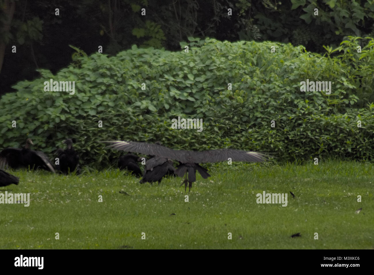 Black Vultures at Conowingo Dam Maryland Stock Photo