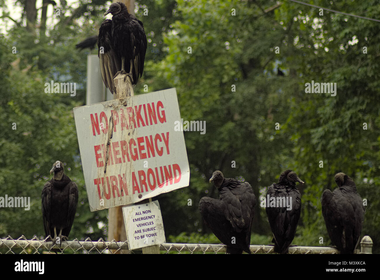 Black Vulture over No Parking sign at Conowingo Dam Maryland Stock Photo