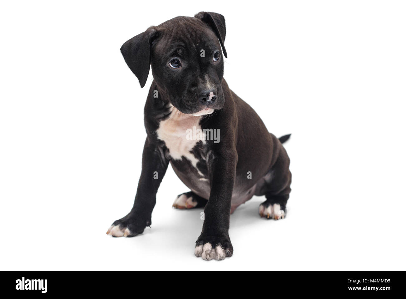 Black Staffordshire Terrier puppy isolated on white background Stock Photo