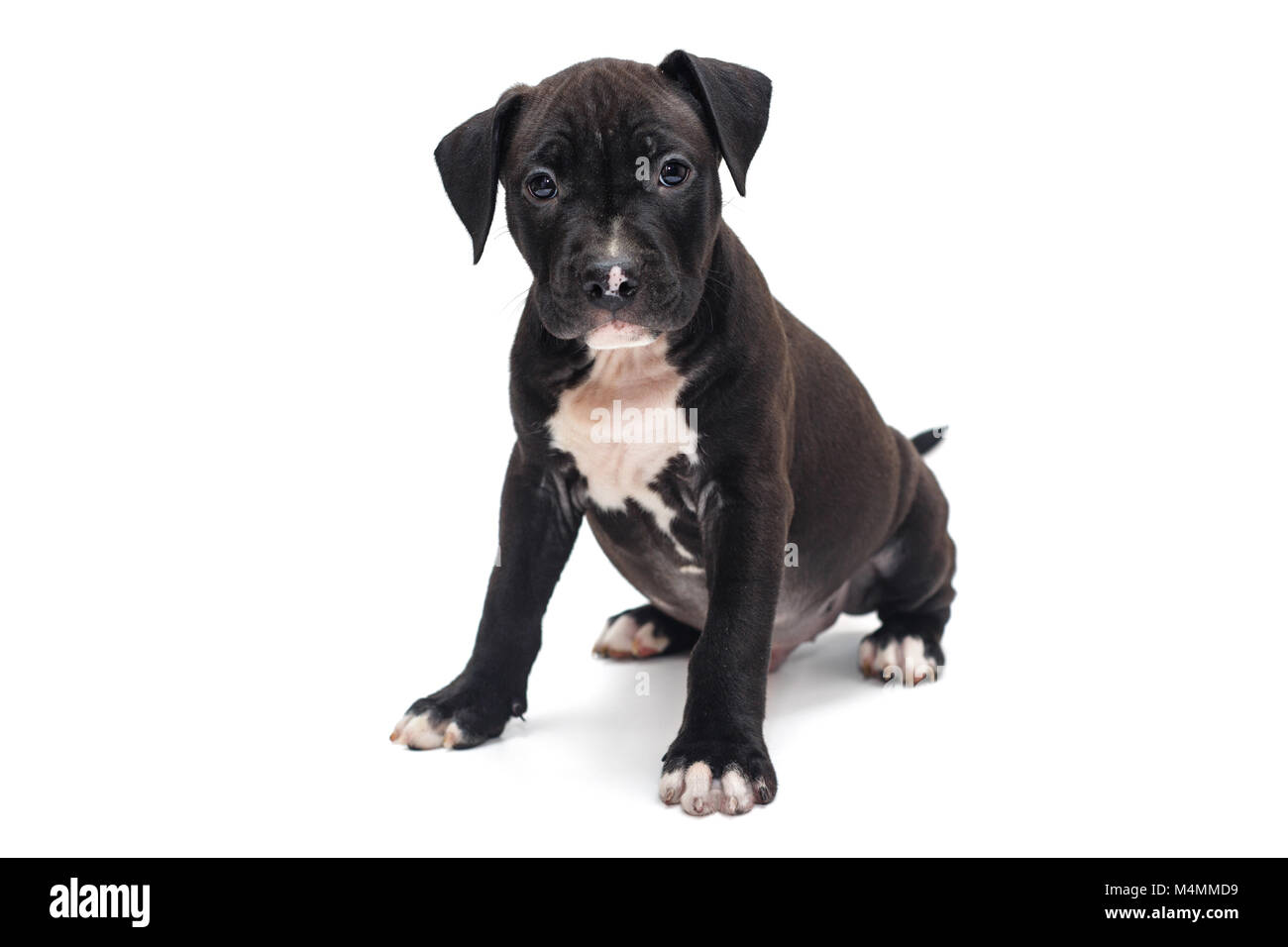 Black Staffordshire Terrier puppy isolated on white background Stock Photo