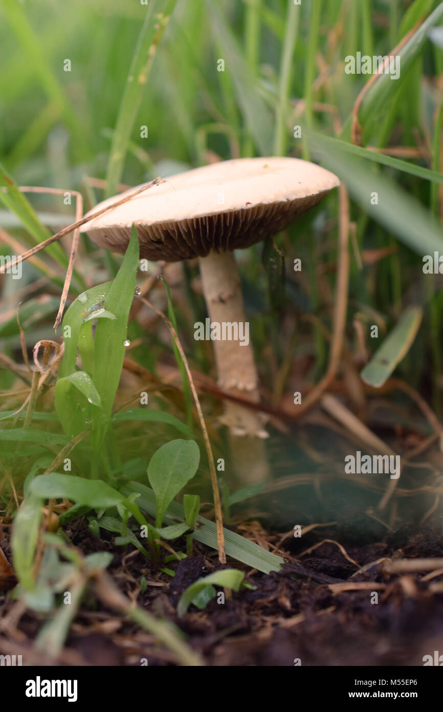 Mushroom Stock Photo