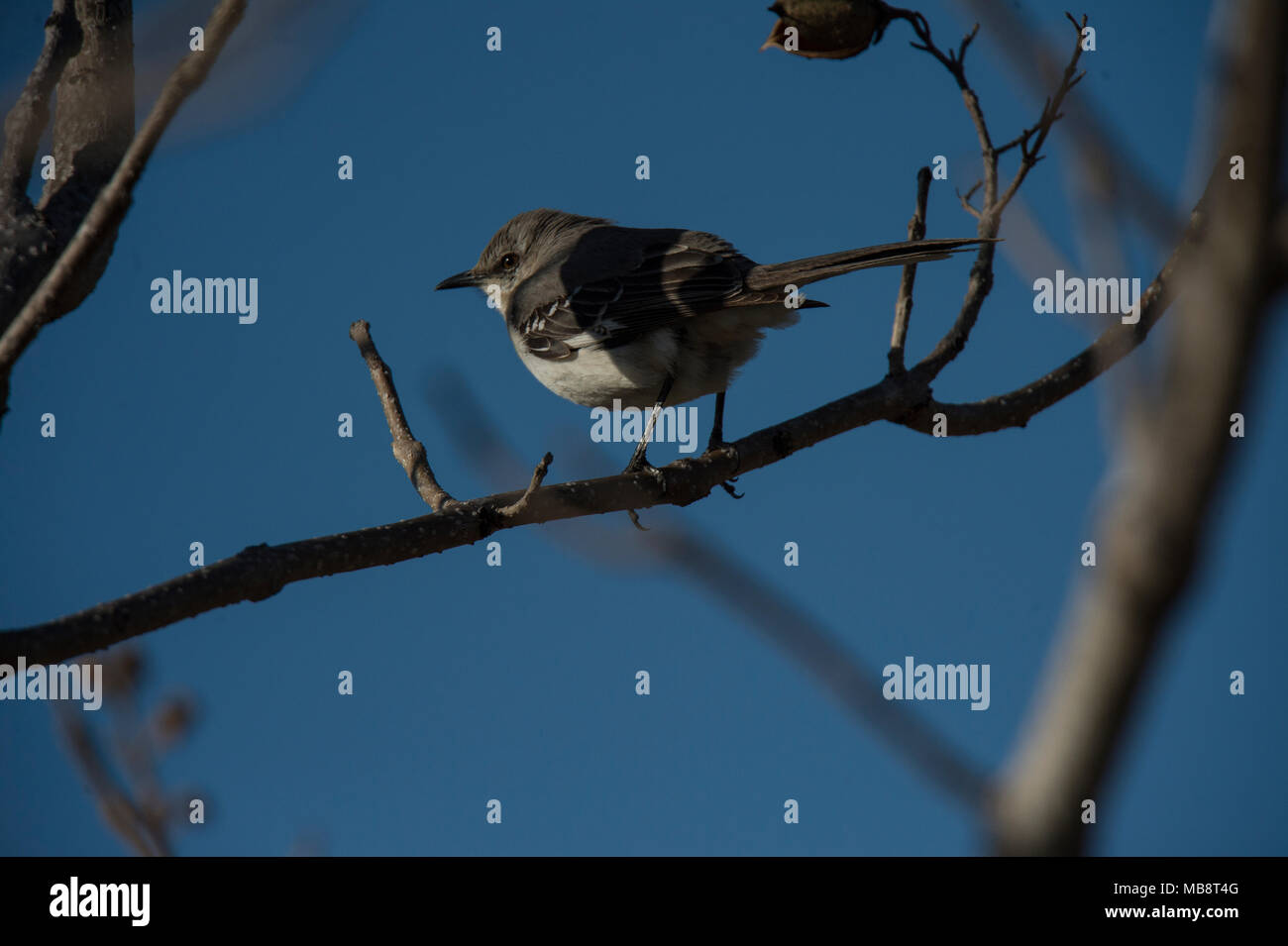 UNITED STATES: April 8, 2018: Northern Mockingbird :: Mimus polyglottos, hunts for bugs in early spring. (Photo by Douglas Graham/Loudoun Now) Stock Photo