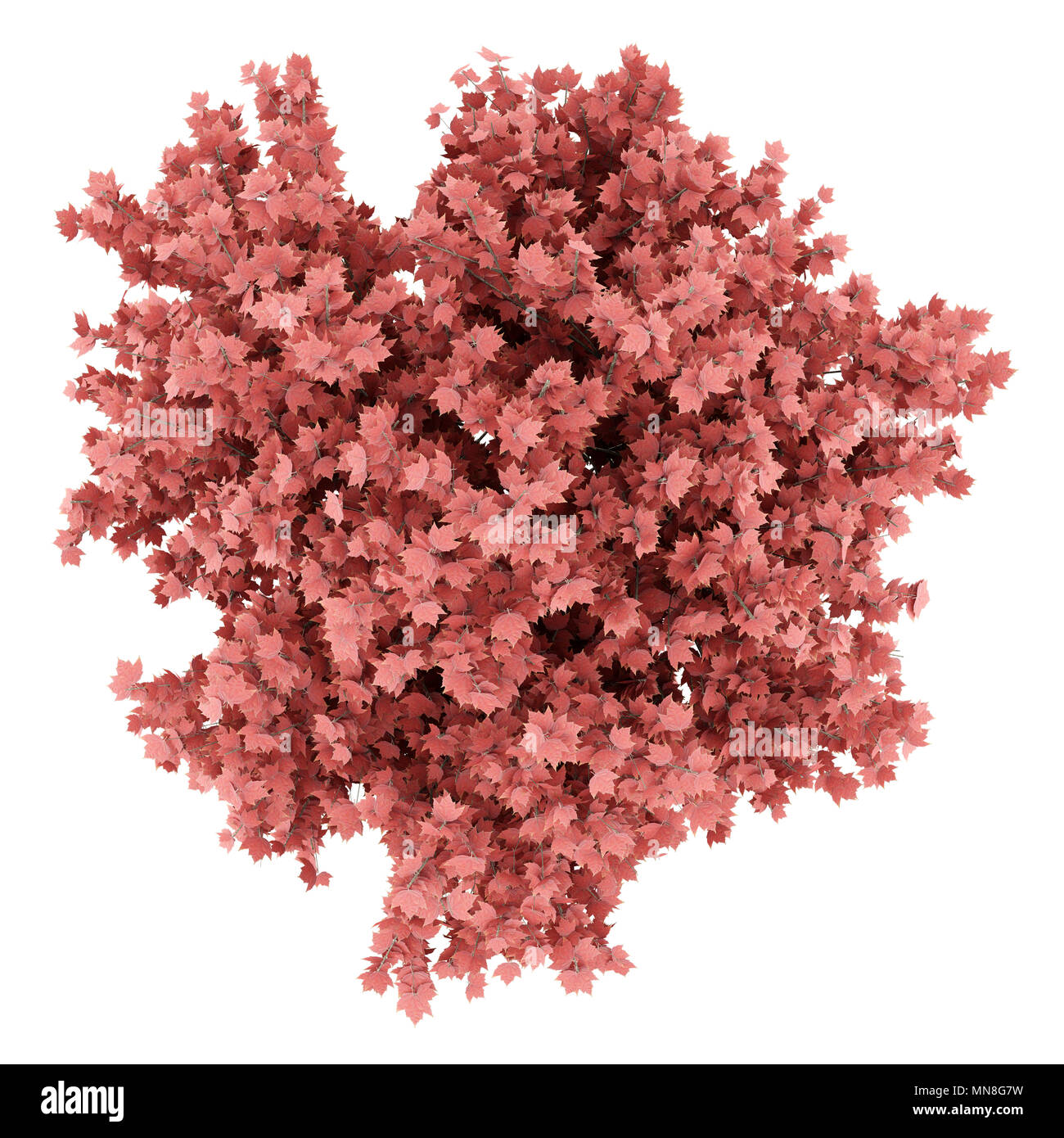 top view of red maple tree isolated on white background. 3d illustration Stock Photo