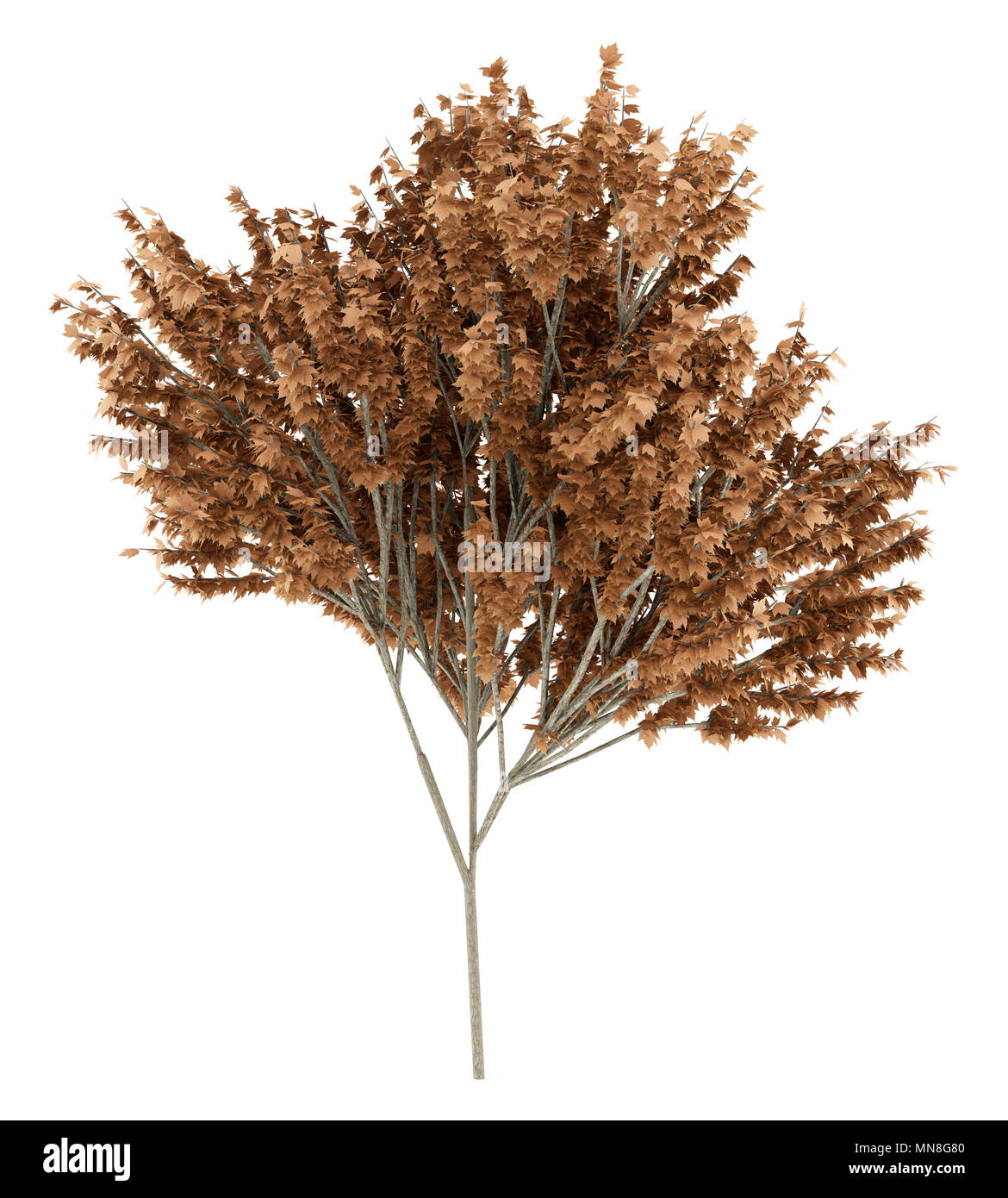 red maple tree isolated on white background. 3d illustration Stock Photo