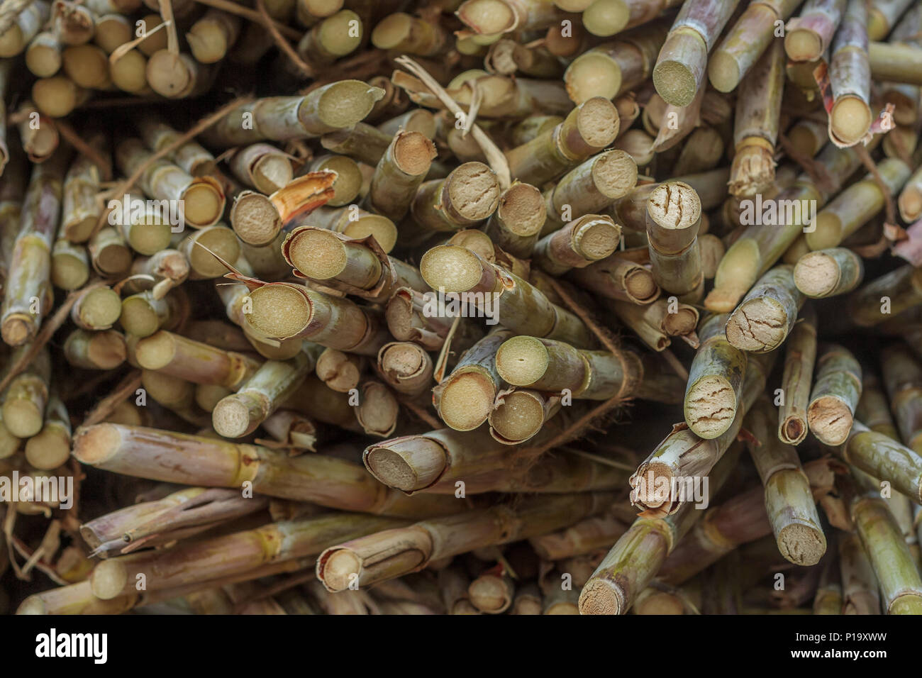 Background of Sugar cane Stock Photo - Alamy