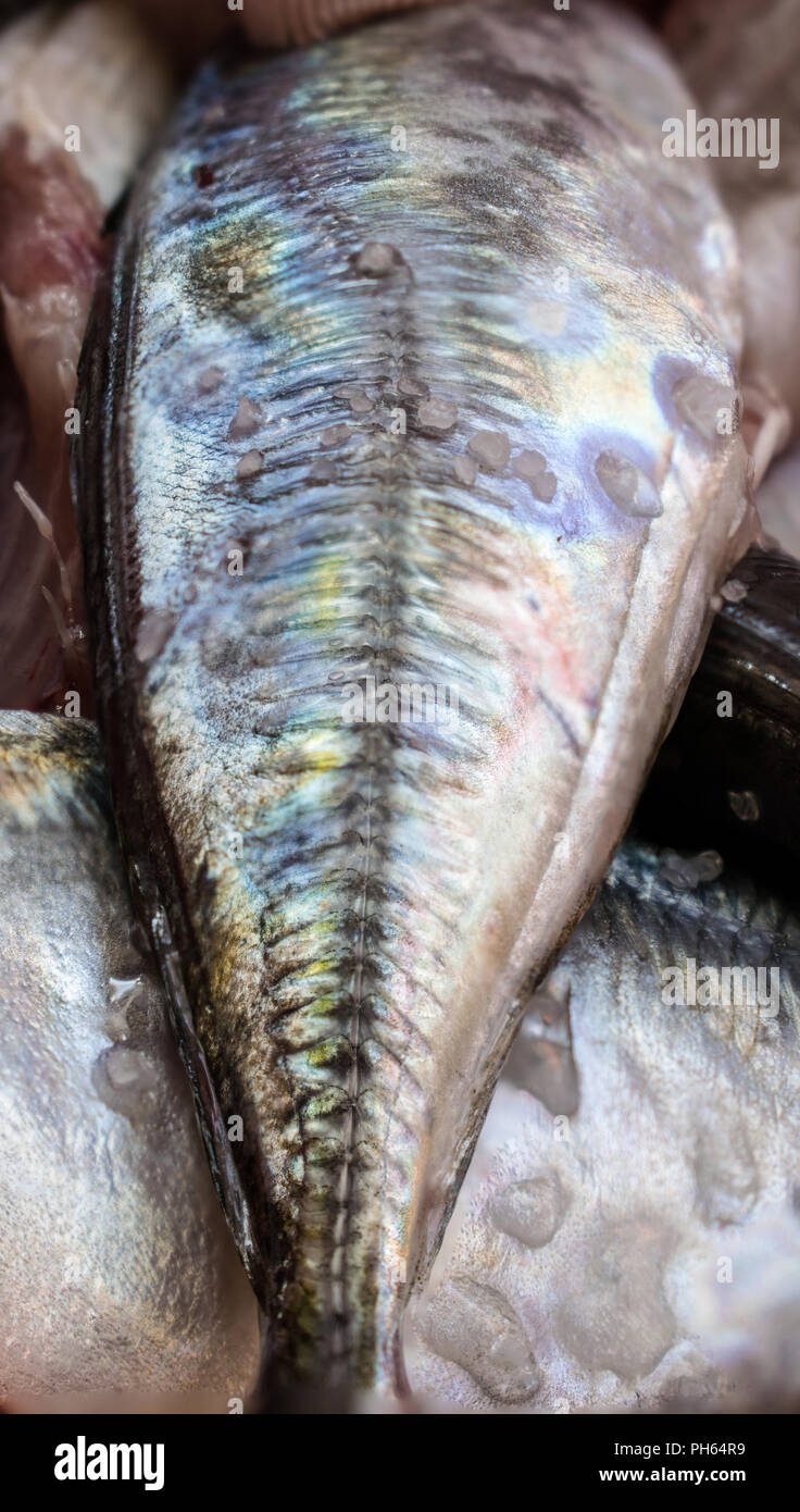 raw horse mackerel without head Stock Photo