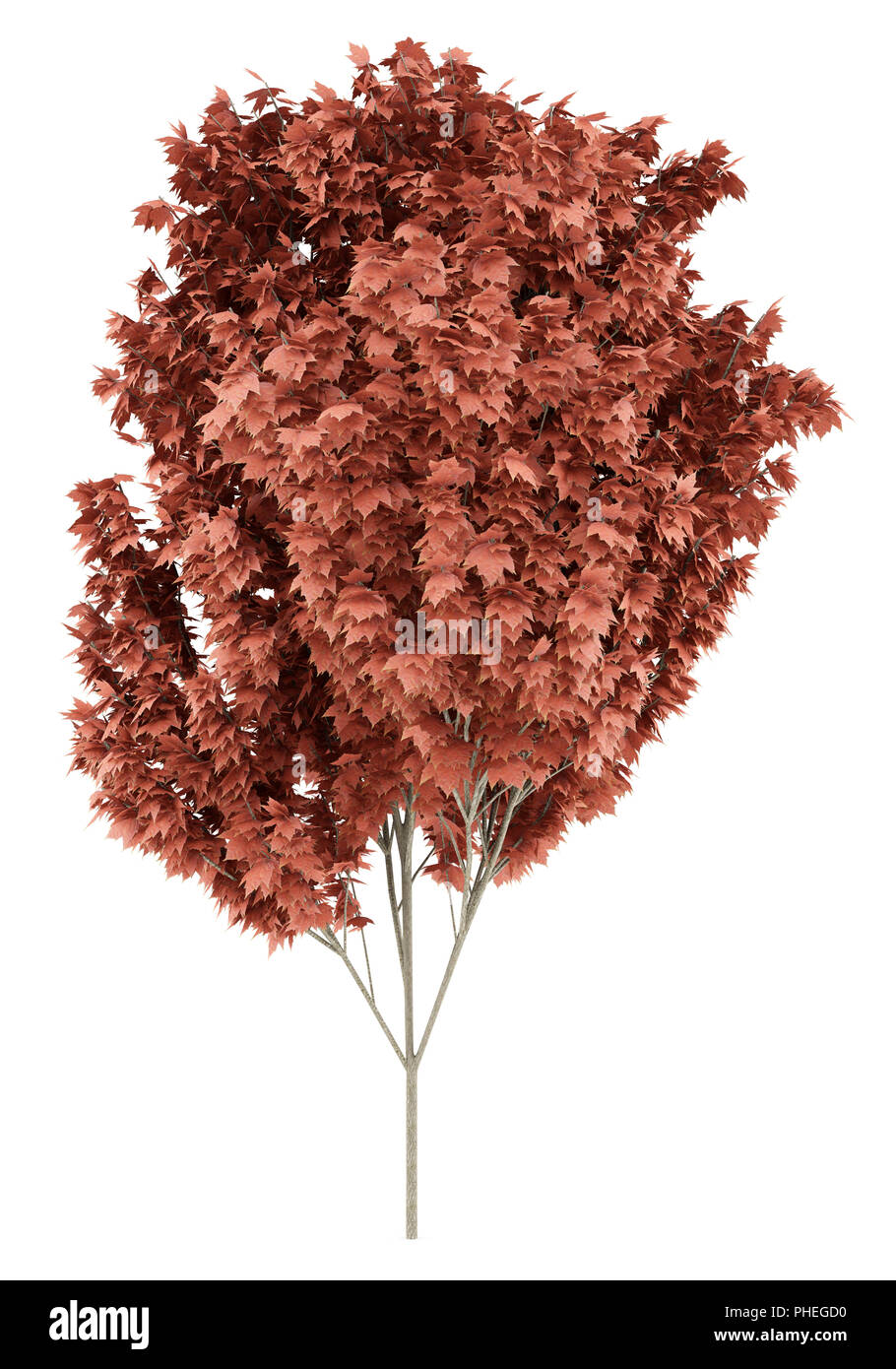 red maple tree isolated on white background Stock Photo