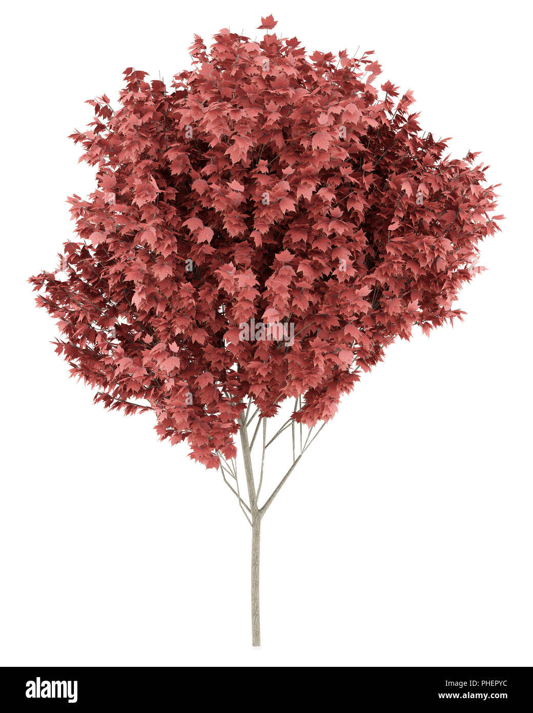 red maple tree isolated on white background Stock Photo