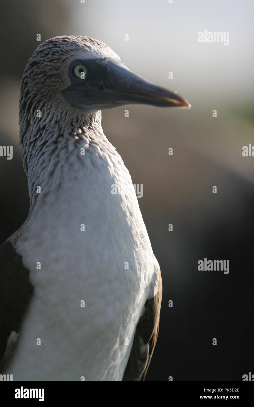 Blue Footed Booby :: Sula nebouxii  Gal‡pagos islands have developed some of the most unique forms of life on the planet, highly adapted to the harsh  Stock Photo