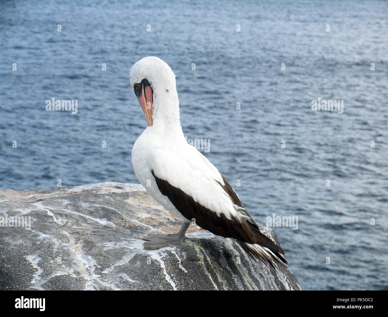 Nazca Booby :: Sula granti  Gal‡pagos islands have developed some of the most unique forms of life on the planet, highly adapted to the harsh surround Stock Photo